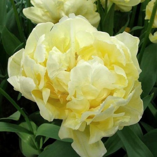 Tulipa 'Verona' - Tulp 'Verona'